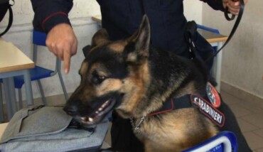Cane Antidroga Controlli Scuole Faenza