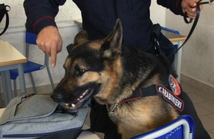 Cane Antidroga Controlli Scuole Faenza