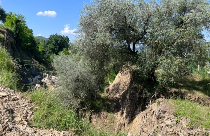 Danni Cab Terra Brisighella