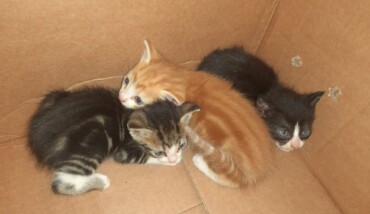 Gattini Abbandonati