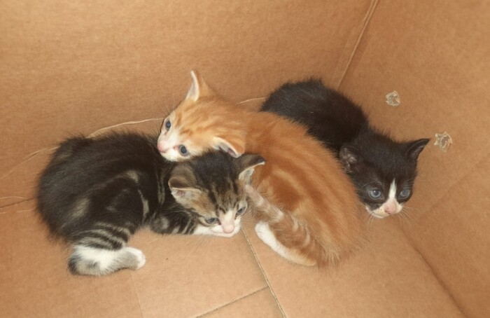 Gattini Abbandonati