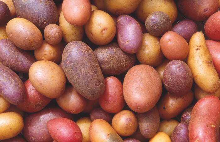 Patate Varietà