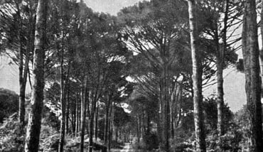 Pineta Ravenna Foto D'epoca