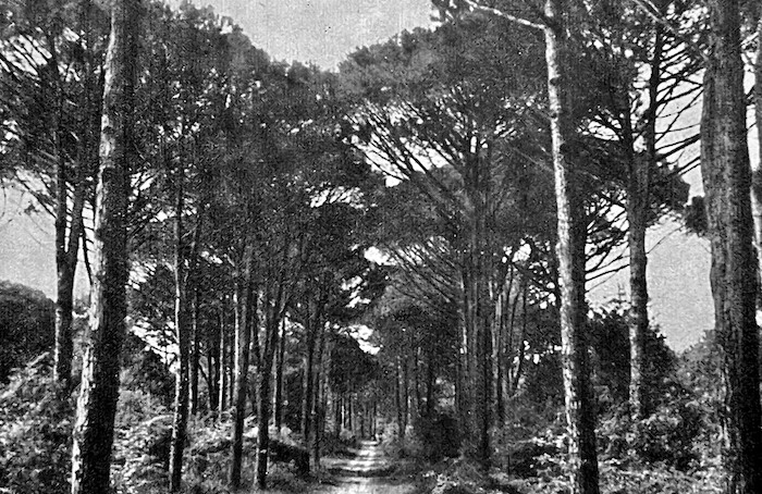 Pineta Ravenna Foto D'epoca