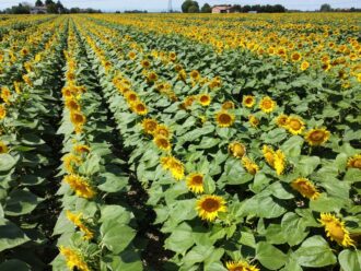 Campo Girasoli Cac