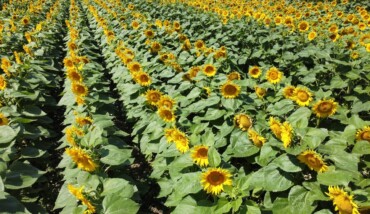 Campo Girasoli Cac