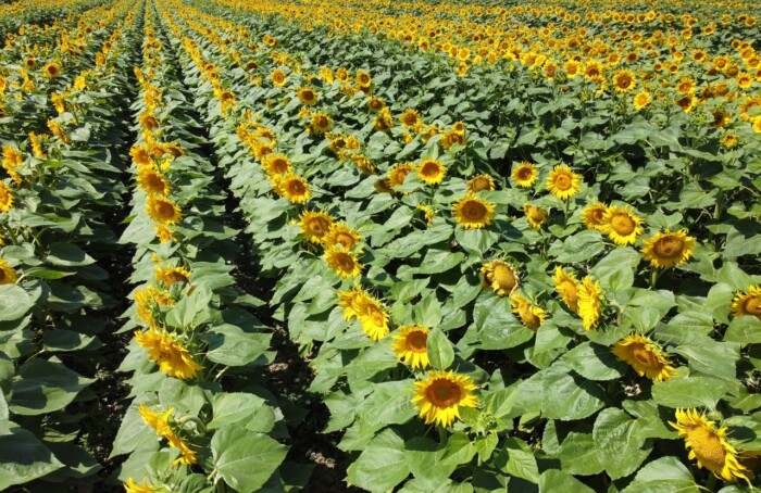 Campo Girasoli Cac