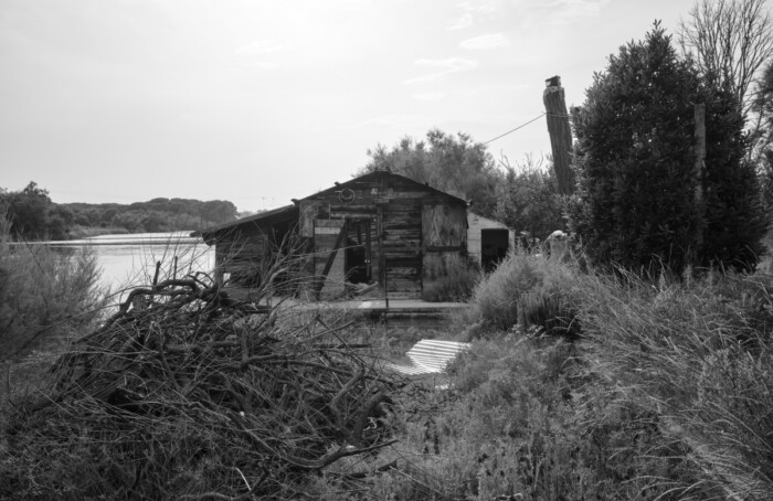 Cronache palustri
