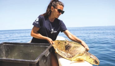 Cestha Tartaruga Marina