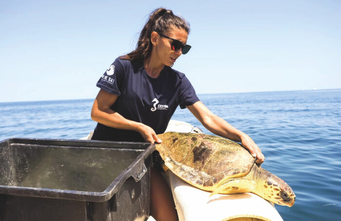 Cestha Tartaruga Marina