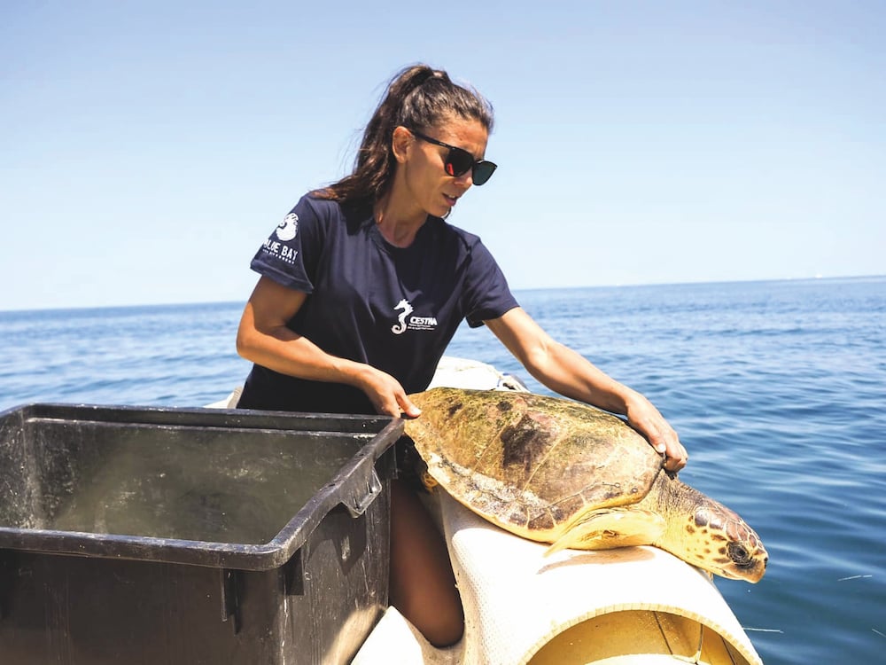Cestha Tartaruga Marina