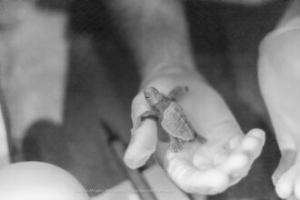 Tartarughe Caretta1
