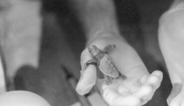 Tartarughe Caretta1