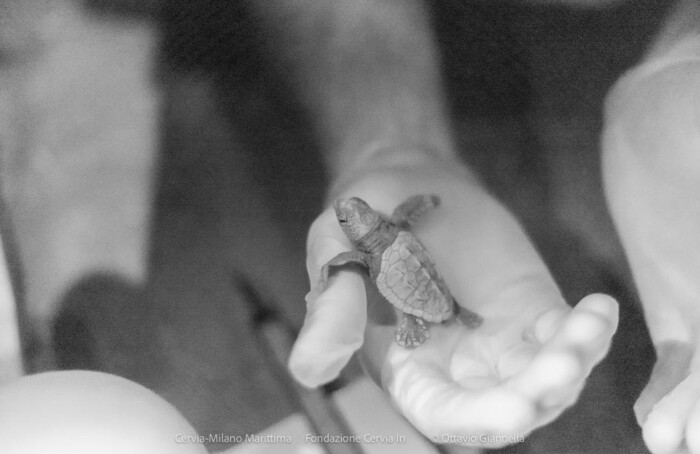 Tartarughe Caretta1