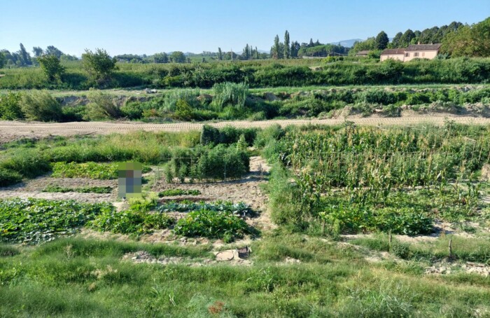 Uno Degli Orti Abusivi Apparso Ultimamente Nella Golena Del Lamone