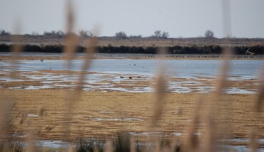 Delta Del Po, Zone Umide