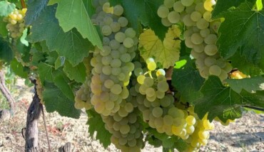 Vigna Collina Faenza