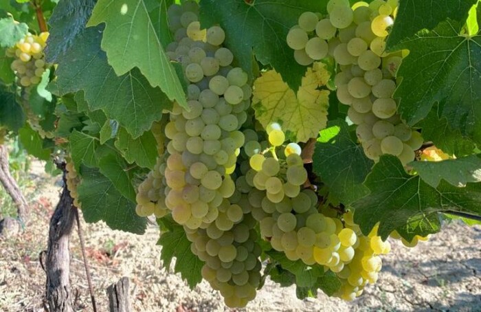 Vigna Collina Faenza