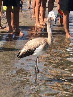 Fenicottero Lido di Classe
