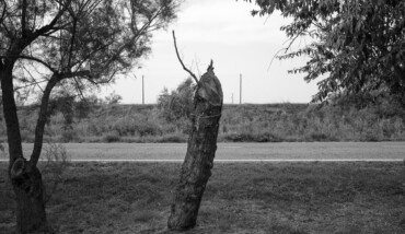 Soundtrack for falling trees 