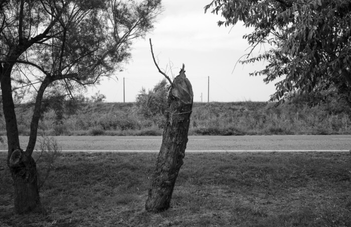 Soundtrack for falling trees