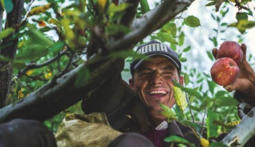 raccolta frutta