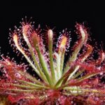 Drosera