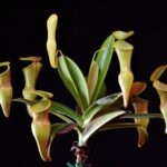 Nepenthes