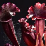 Sarracenia