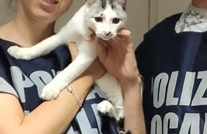 Gatto1