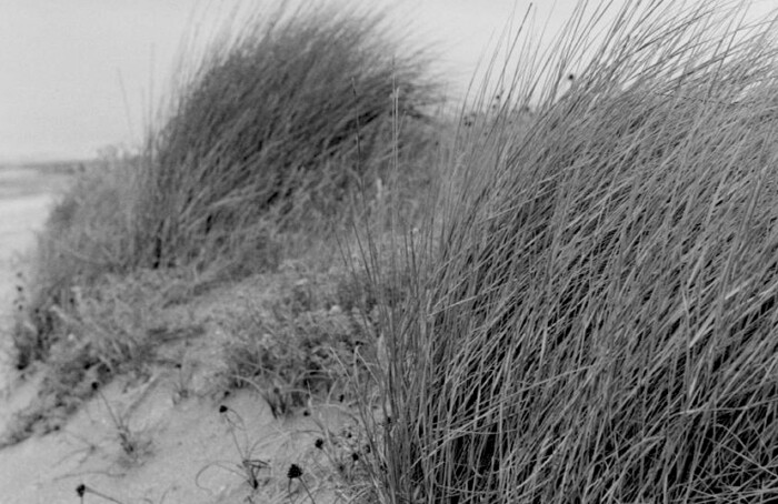 Deledda Cervia Canne Al Vento