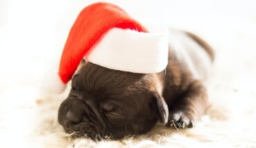 Dog Christmas Xmas Bulldog