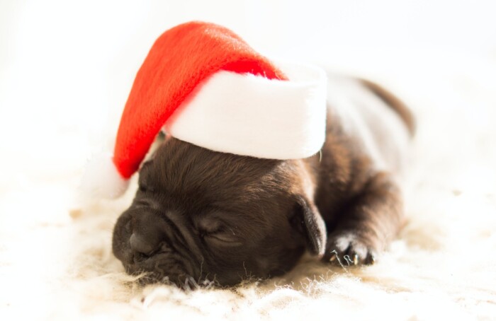 Dog Christmas Xmas Bulldog