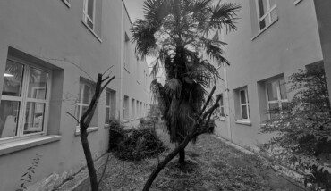 Soundtrack for falling trees