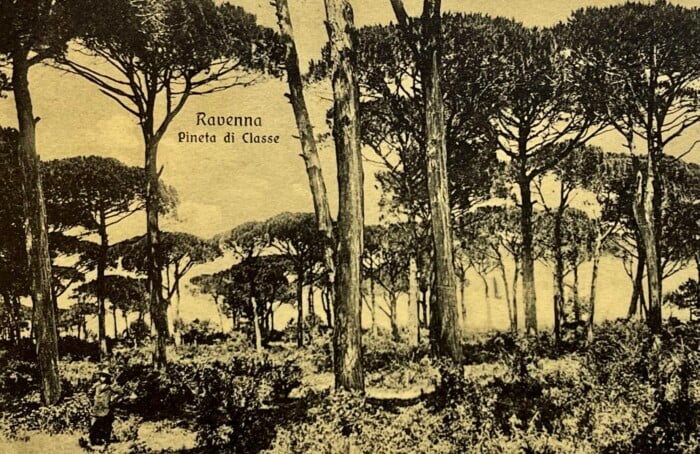 288) PINETA YRIARTE