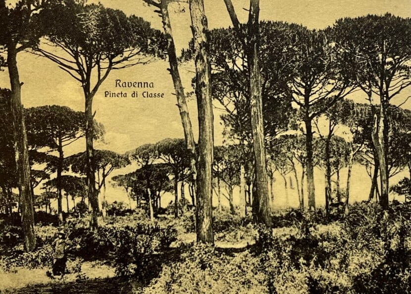288) PINETA YRIARTE