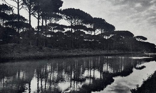 290) LA PINETA DI RAVA