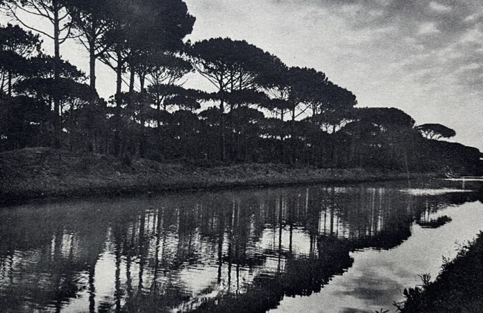 290) LA PINETA DI RAVA