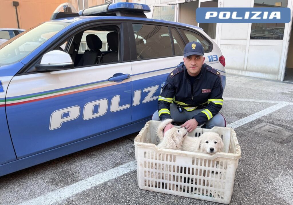 Sezione Polizia Stradale Di Ravenna Denunciati Per Trasporto Cuccioli Cane