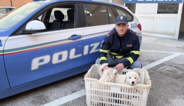 Sezione Polizia Stradale Di Ravenna Denunciati Per Trasporto Cuccioli Cane