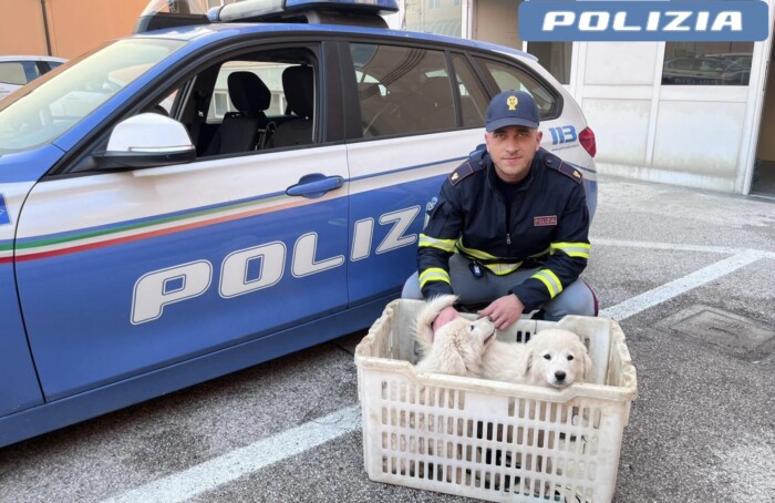 Sezione Polizia Stradale Di Ravenna Denunciati Per Trasporto Cuccioli Cane