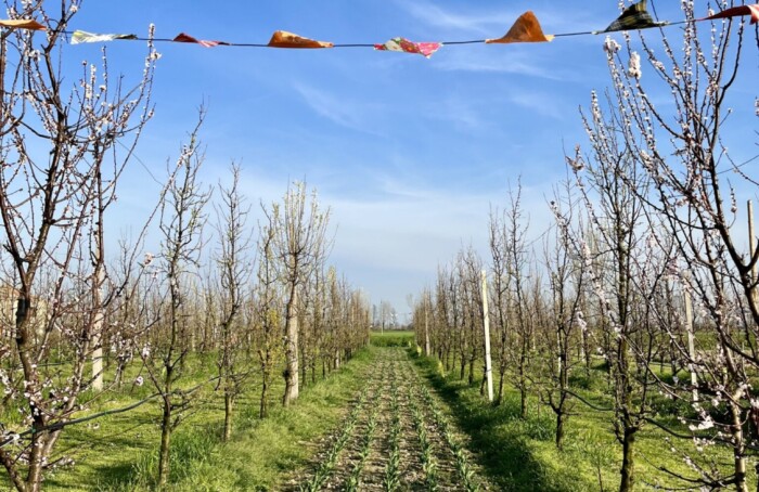 Filari RAZ