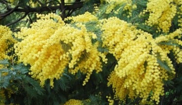 Mimosa 1000x600