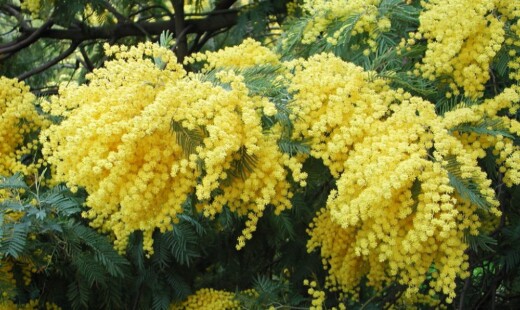 Mimosa 1000x600
