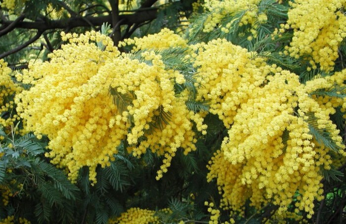Mimosa 1000x600