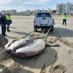 Pesce Luna Cesenatico