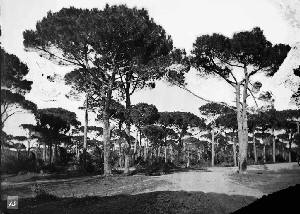 302) TOMMASO NEDIANI PINETA