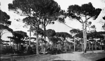 302) TOMMASO NEDIANI PINETA