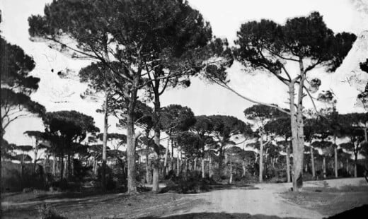 302) TOMMASO NEDIANI PINETA