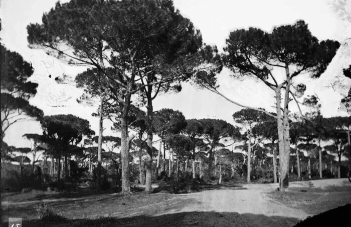 302) TOMMASO NEDIANI PINETA
